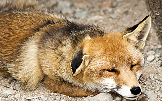 Słaba i wygłodzona sówka oraz lis trafili do ośrodka rehabilitacji dla zwierząt
